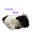 Shogun - my dog（個別スタンプ：6）