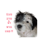 Shogun - my dog（個別スタンプ：7）