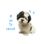 Shogun - my dog（個別スタンプ：8）
