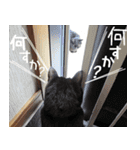 レスキュー 猫組（個別スタンプ：5）