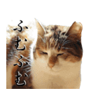 レスキュー 猫組（個別スタンプ：11）