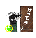 レスキュー 猫組（個別スタンプ：12）