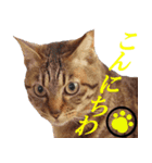 レスキュー 猫組（個別スタンプ：18）