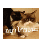 Cat Lovers V3（個別スタンプ：29）