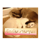Cat Lovers V3（個別スタンプ：31）