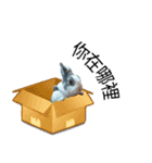Pet Rabbit - Goling（個別スタンプ：1）