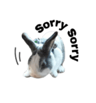 Pet Rabbit - Goling（個別スタンプ：2）