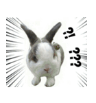 Pet Rabbit - Goling（個別スタンプ：3）