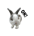 Pet Rabbit - Goling（個別スタンプ：5）