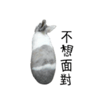 Pet Rabbit - Goling（個別スタンプ：6）