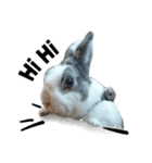 Pet Rabbit - Goling（個別スタンプ：7）