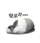 Pet Rabbit - Goling（個別スタンプ：8）