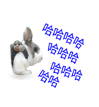 Pet Rabbit - Goling（個別スタンプ：10）