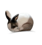 Pet Rabbit - Goling（個別スタンプ：11）