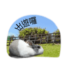 Pet Rabbit - Goling（個別スタンプ：12）