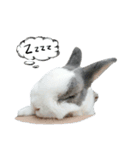 Pet Rabbit - Goling（個別スタンプ：13）