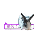 Pet Rabbit - Goling（個別スタンプ：14）