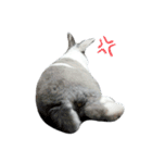 Pet Rabbit - Goling（個別スタンプ：15）