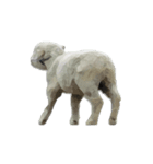 sheep and pugs（個別スタンプ：4）