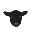 sheep and pugs（個別スタンプ：6）