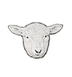 sheep and pugs（個別スタンプ：7）