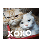 Cat Lovers V4（個別スタンプ：36）