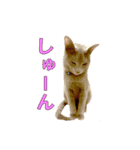 ノアとリコ（個別スタンプ：4）