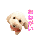 ノアとリコ（個別スタンプ：6）