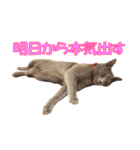ノアとリコ（個別スタンプ：12）