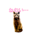 ノアとリコ（個別スタンプ：15）