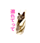 ノアとリコ（個別スタンプ：16）