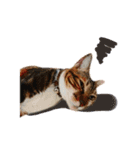 Candy x Kobe Cats（個別スタンプ：1）