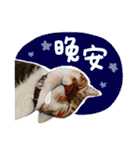 Candy x Kobe Cats（個別スタンプ：2）