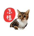 Candy x Kobe Cats（個別スタンプ：3）