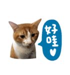Candy x Kobe Cats（個別スタンプ：4）
