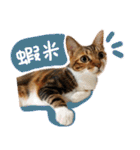 Candy x Kobe Cats（個別スタンプ：5）