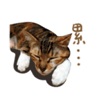 Candy x Kobe Cats（個別スタンプ：6）