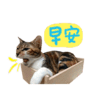 Candy x Kobe Cats（個別スタンプ：8）
