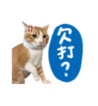 Candy x Kobe Cats（個別スタンプ：9）