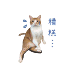 Candy x Kobe Cats（個別スタンプ：10）