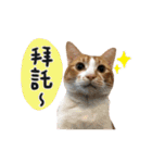 Candy x Kobe Cats（個別スタンプ：11）