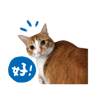 Candy x Kobe Cats（個別スタンプ：12）