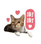 Candy x Kobe Cats（個別スタンプ：13）