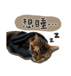 Candy x Kobe Cats（個別スタンプ：16）