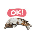 Candy x Kobe Cats（個別スタンプ：17）