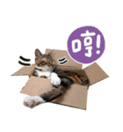 Candy x Kobe Cats（個別スタンプ：18）