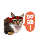 Candy x Kobe Cats（個別スタンプ：19）