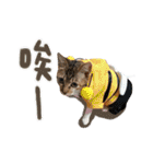 Candy x Kobe Cats（個別スタンプ：21）