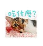 Candy x Kobe Cats（個別スタンプ：23）