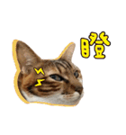 Candy x Kobe Cats（個別スタンプ：24）